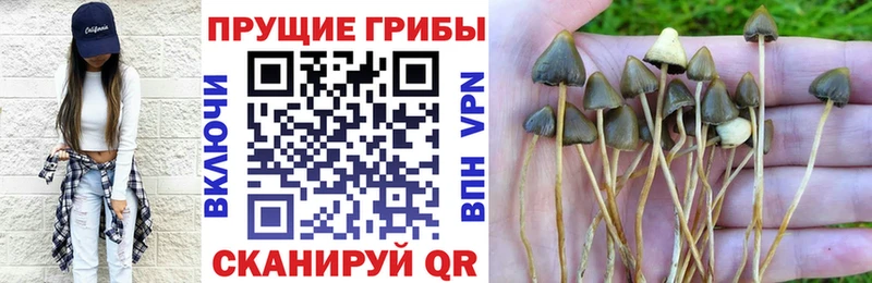 купить наркоту  Ижевск  Псилоцибиновые грибы GOLDEN TEACHER 